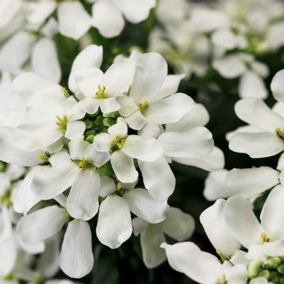 Iberis sempervirens Snow Cone™