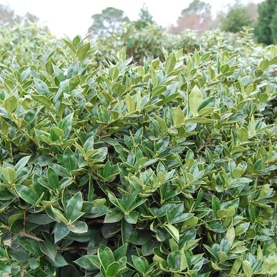 Ilex cornuta Carissa