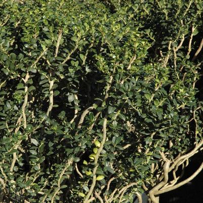Ilex crenata Rocky Creek