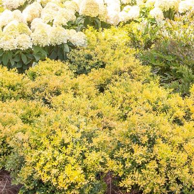 Ilex crenata Touch of Gold®