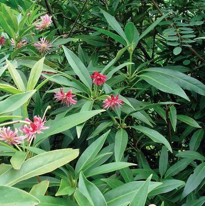 Illicium Woodland Ruby