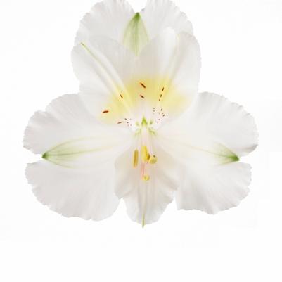 Alstroemeria Colorita® Claire®