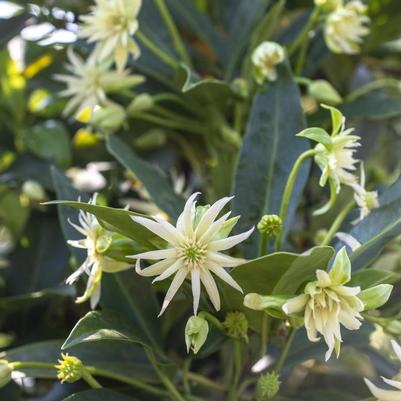 Illicium Star Flower Orion™