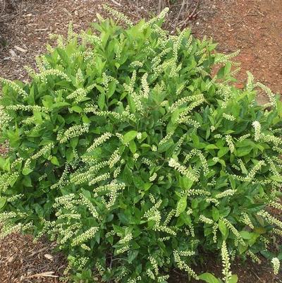 Itea virginica Love Child®