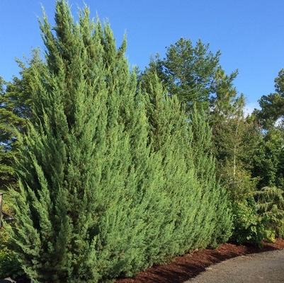 Juniperus silicicola Blue Spires™