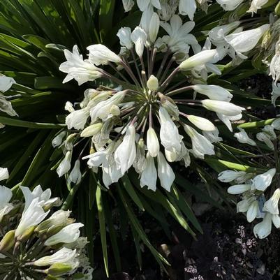 Agapanthus Galaxy White