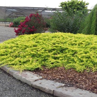 Juniperus conferta Golden Pacific™