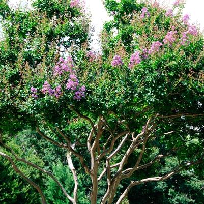 Lagerstroemia indica Catawba