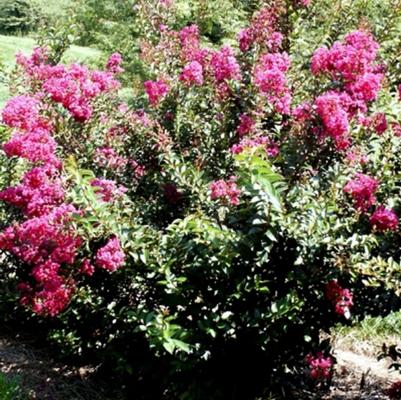 Lagerstroemia indica Dynamite