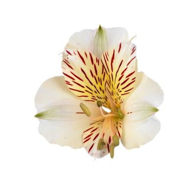 Alstroemeria Colorita® Fabiana®