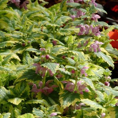 Lamium maculatum Anne Greenaway