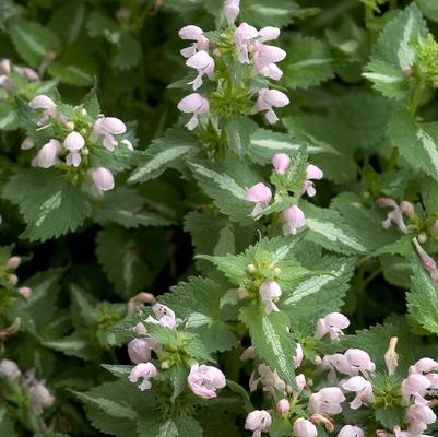 Lamium maculatum Shell Pink