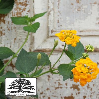 Lantana camara Chapel Hill Gold