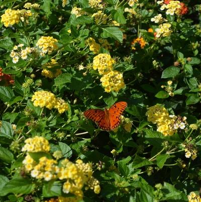 Lantana camara Chapel Hill Yellow