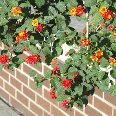 Lantana camara Miss Huff