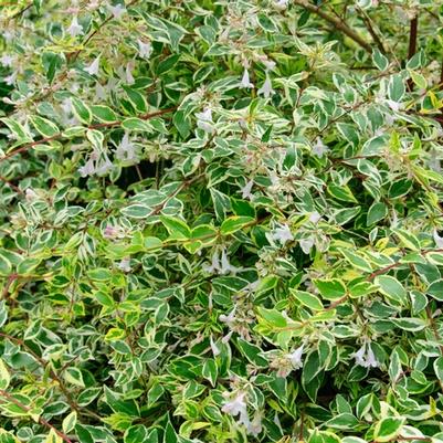 Abelia x grandiflora Twist of Lime™