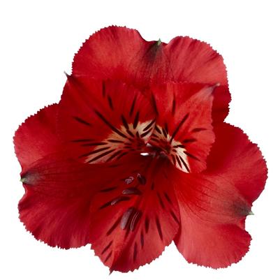Alstroemeria Colorita® Kate®