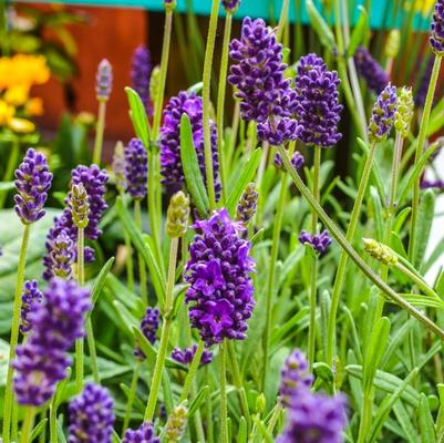 Lavandula angustifolia Lavance Deep Purple