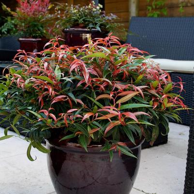 Leucothoe keiski Burning Love™