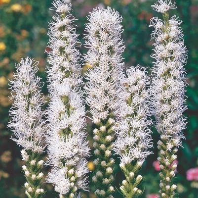 Liatris spicata Alba