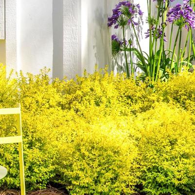 Ligustrum sinense Sunshine