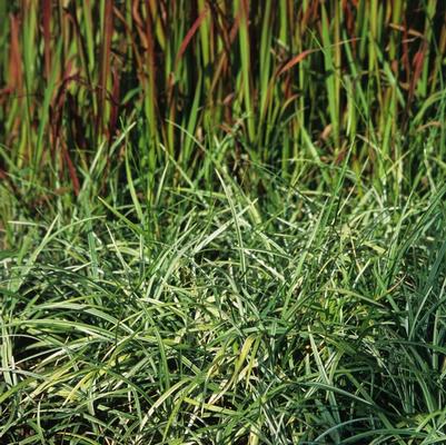 Liriope spicata Silver Dragon