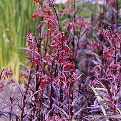 Lobelia fulgens Queen Victoria