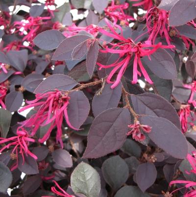 Loropetalum chinense var. rubrum Cherry Blast