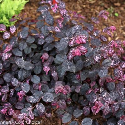 Loropetalum chinense Jazz Hands Variegated®