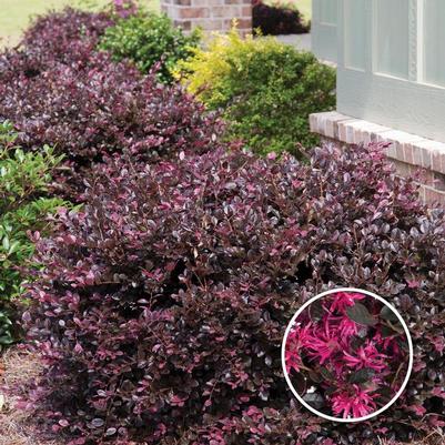 Loropetalum chinense Purple Diamond®