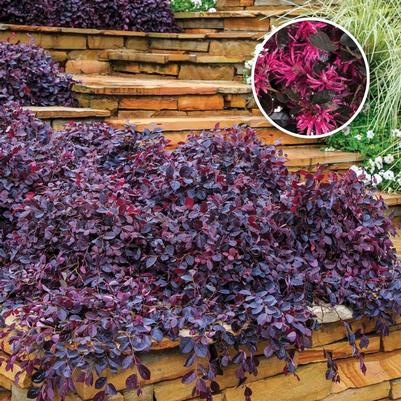 Loropetalum chinense Purple Pixie®