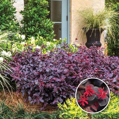 Loropetalum chinense Red Diamond™