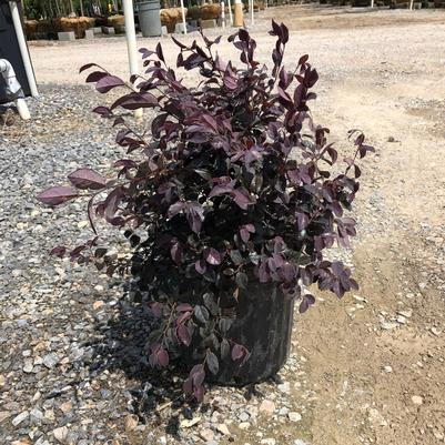 Loropetalum chinense Ruby