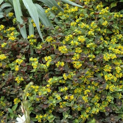Lysimachia congestiflora Persian Chocolate