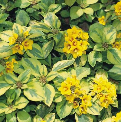 Lysimachia congestiflora Waikiki Sunset™