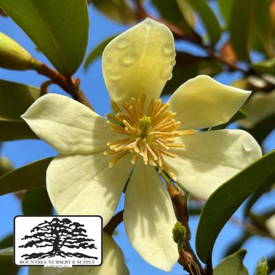 Magnolia Serendipity
