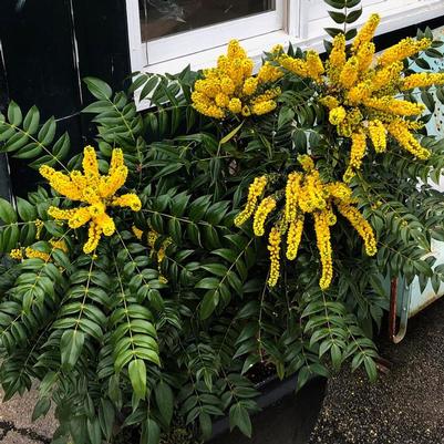 Mahonia x media Marvel