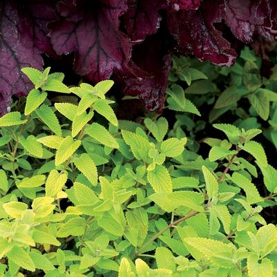 Nepeta x faassenii Limelight