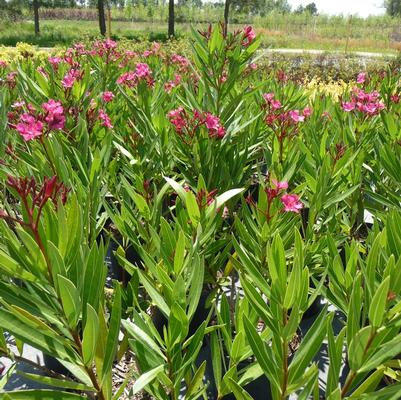 Nerium oleander Calypso