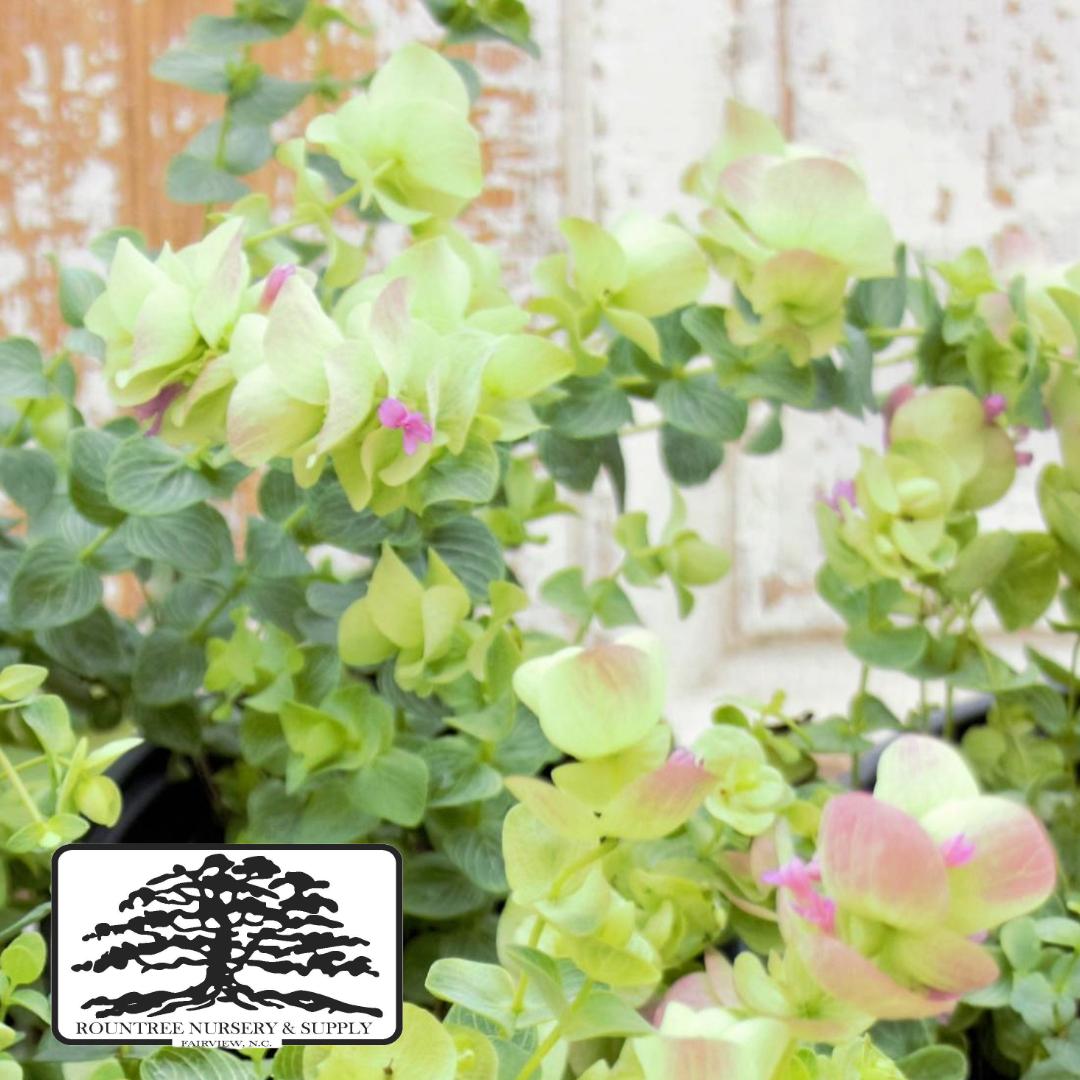 Origanum Drops of Jupiter