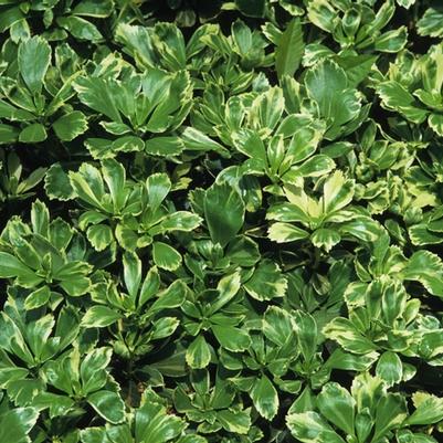 Pachysandra terminalis Silver Edge
