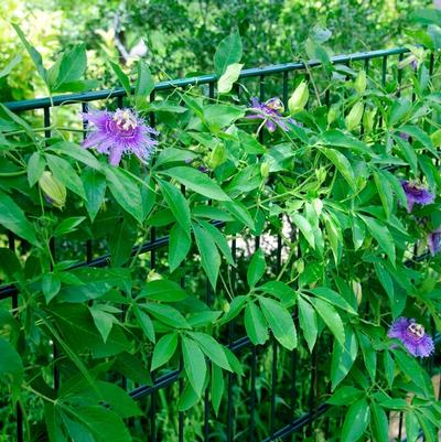Passiflora Incense