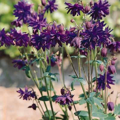 Aquilegia vulgaris Blue Barlow