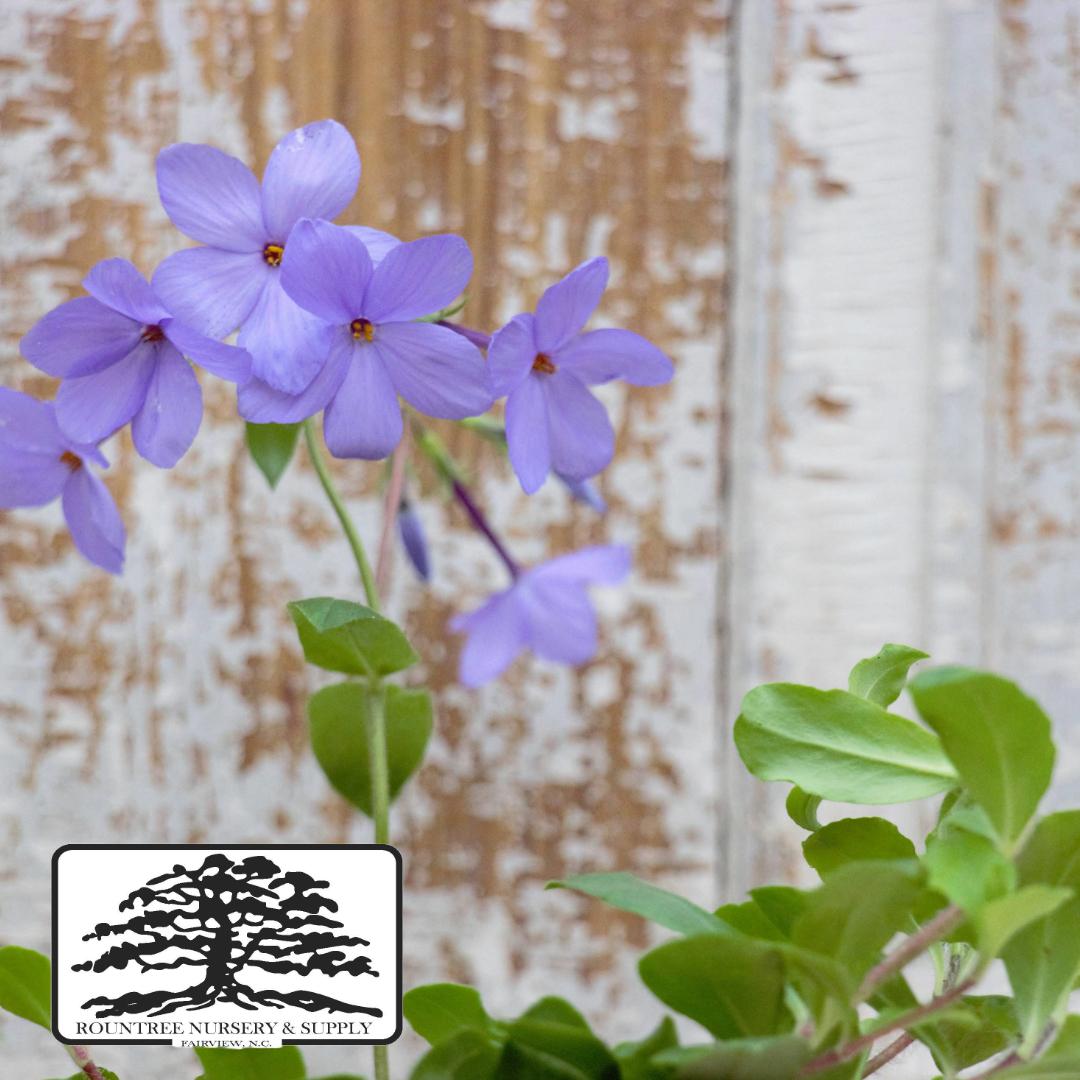 Phlox stolonifera Sherwood Purple