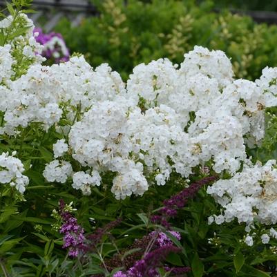Phlox paniculata David