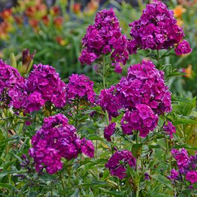 Phlox paniculata Nicky