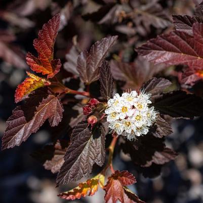Physocarpus opulifolius Alouette™