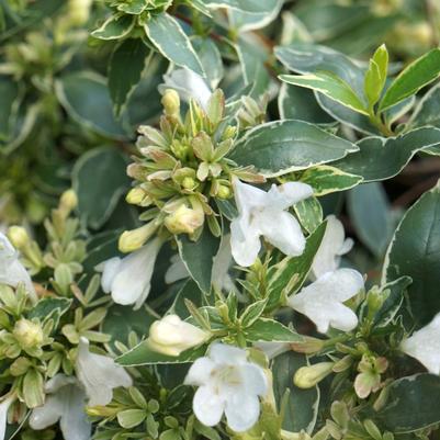 Abelia x grandiflora Twist of Vanilla™