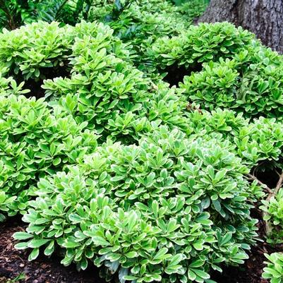 Pittosporum tobira Creme de Mint™