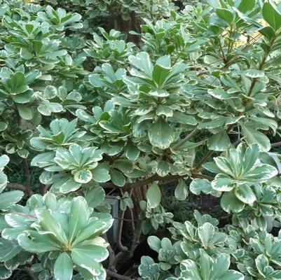 Pittosporum tobira Variegata